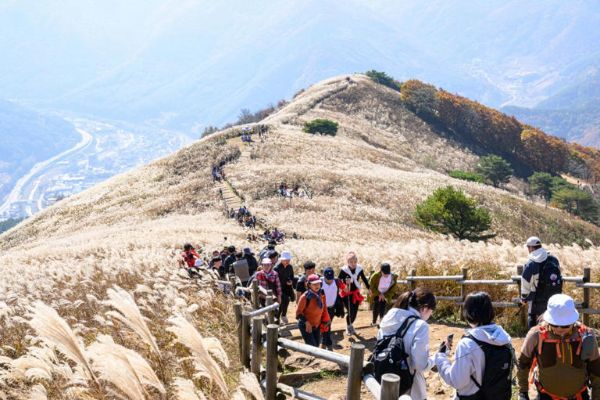 정선 민둥산은빛억새축제.jpg