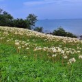 붉노랑 상사화로 물든 변산마실길, 가을 절정의 풍경