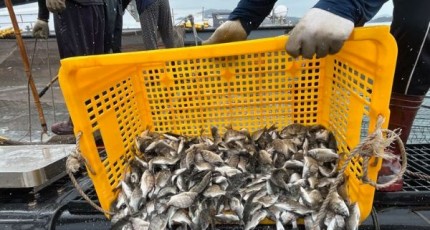 고흥군, 감성돔·조피볼락 66만5000마리 방류…적조 대응