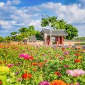 천만 송이 국화와 백일홍…인천 계양아라온 ‘가을꽃 국화축제’ 20일 개최