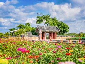 천만 송이 국화와 백일홍…인천 계양아라온 ‘가을꽃 국화축제’ 20일 개최