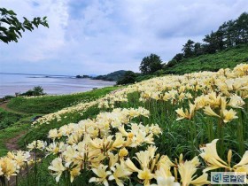 [로컬여행] 붉노랑 상사화 절정, 부안 변산마실길 따라 가을이 열렸다