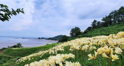 [로컬여행] 붉노랑 상사화 절정, 부안 변산마실길 따라 가을이 열렸다
