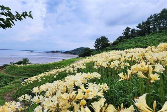 [로컬여행] 붉노랑 상사화 절정, 부안 변산마실길 따라 가을이 열렸다