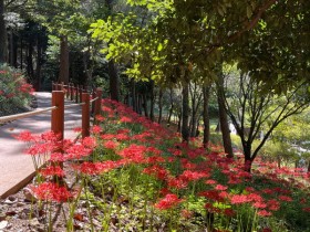 50만 본 꽃무릇, 진도 운림산림욕장 10월 5일까지 야간 개장