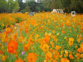 가을꽃축제, 드론쇼등…9월 고양시 축제 Best 4