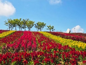 신안 병풍도 '2025 섬 맨드라미 축제' 27일 개막
