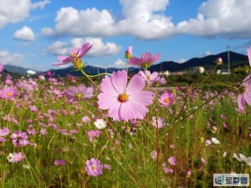 가을의 향기 물씬…코스모스 활짝
