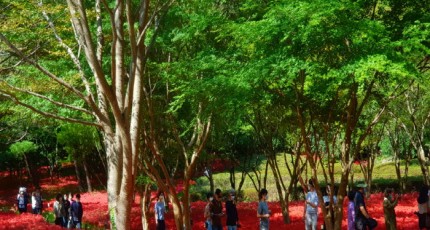 [로컬여행] 붉은 꽃물결, 영광 불갑산 상사화 축제 26일부터 10일간 개최