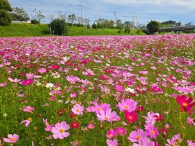 1억 송이 코스모스 구경, 나주 영산강 체육공원