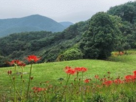 광양 옥룡사 동백나무숲, 백운산자연휴양림 꽃무릇 만개