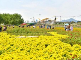송가인, 박지현 온다…장성 황룡강 가을꽃축제 10월18일 개막