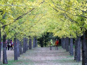 황금빛 물든 강원도 홍천 은행나무숲, 한 달간 무료 개방