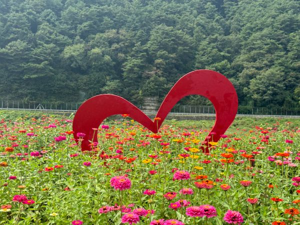 평창백일홍축제.jpg