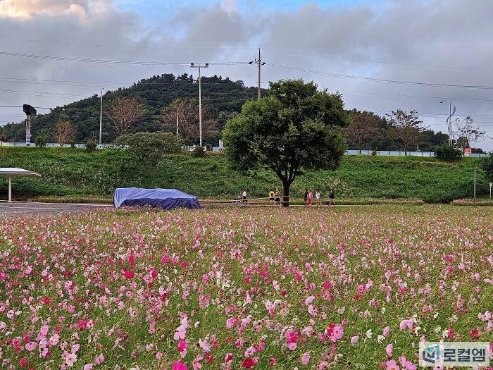 로컬여행 나주가볼만한곳 영산강 체육공원 코스모스 (4).jpg