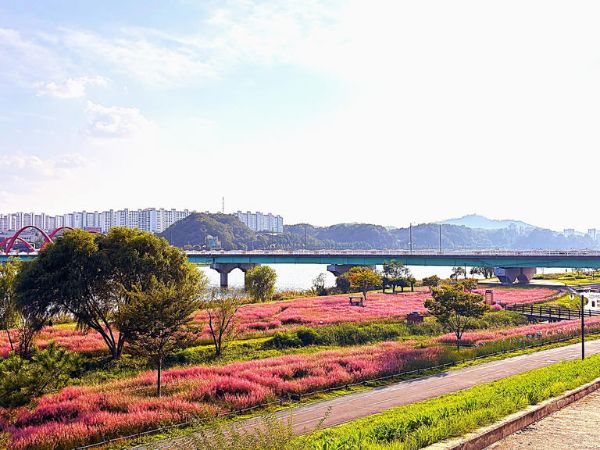 낙동강 변 가을 핑크뮬리.jpg