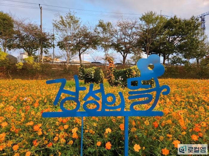 장성 황룡강 가을꽃축제 (1).jpg