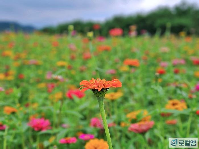 전남 곡성가볼만한곳 동화정원 가는길과 주차장 코스모스구경 여행 안내 (3).jpg