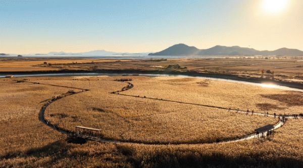 순천만 갈대축제.jpg