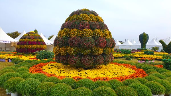 제15회 부안가을愛국화 전시회.jpg