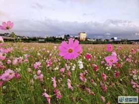 [로컬여행] 가을여행 핫플레이스, 나주 영산강 체육공원 코스모스 만개