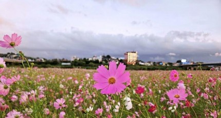 [로컬여행] 가을여행 핫플레이스, 나주 영산강 체육공원 코스모스 만개