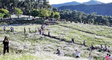 [로컬여행] 정읍 구절초꽃축제, 셔틀버스부터 가수 공연까지 한눈에