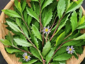 전남농업기술원, 루틴 함량 UP!…쑥부쟁이 신품종 ‘루비채’ 품종보호 출원