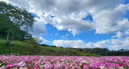 초대가수 공연·푸드트럭 ‘풍성’…2025 화순 고인돌 가을꽃 축제 17일 개막
