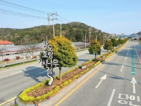 완도해변공원, 호랑가시나무 해안 경관 숲 조성