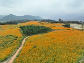 노란 코스모스의 물결, 지금은 곡성 동화정원으로!!