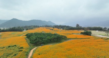 노란 코스모스의 물결, 지금은 곡성 동화정원으로!!