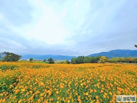 [로컬여행] 전남 곡성 ‘동화정원’, 황화코스모스 절정…무료로 즐기는 가을 정원