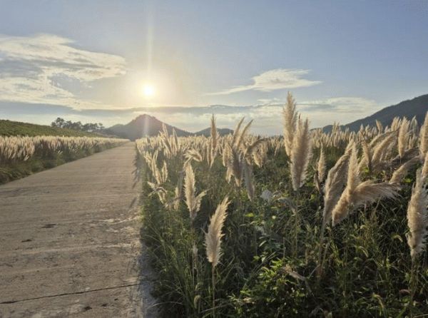 신안 장산도 팜파스그라스.jpg