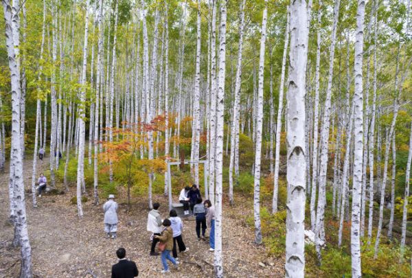 영양 자작나무숲.jpg