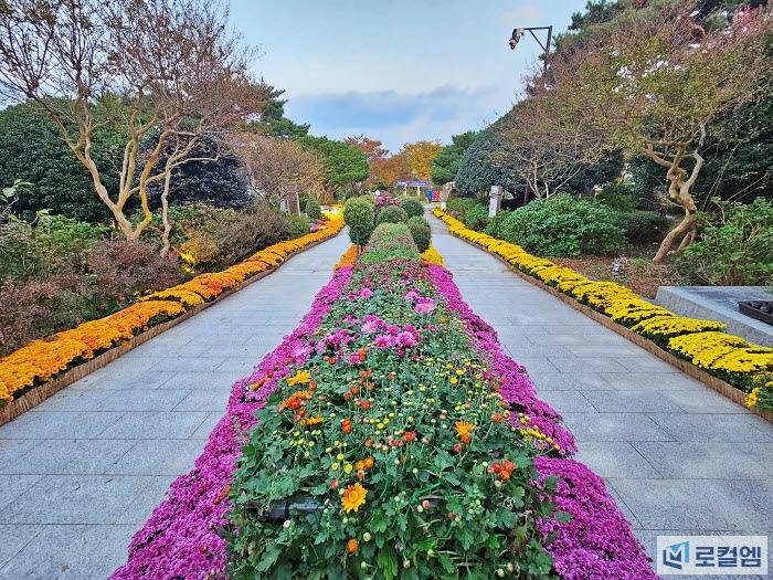 영암월출산국화축제 2025 (3).jpg