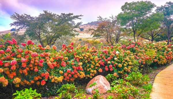 황매산 목수국 정원.jpg