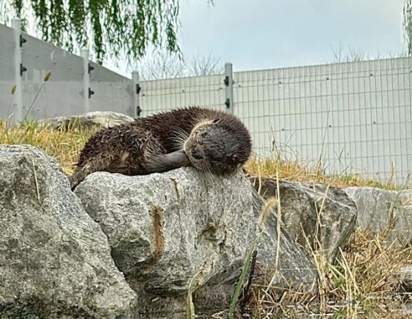 사본 -구례 수달.jpg