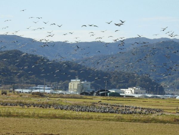 순천만 전봇대.jpg