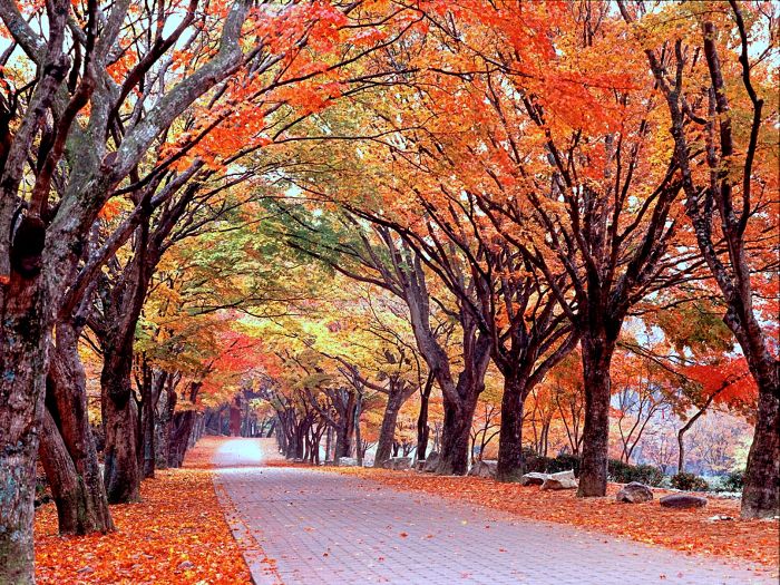 정읍 내장산 단풍시기 케이블카 셔틀버스 주차장 가을 여행 명소 (20).jpg