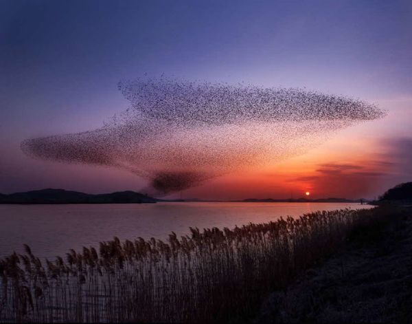 금강하구 철새여행.jpg