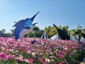 만개 앞둔 국화, 다양한 체험…거제섬꽃축제의 매력