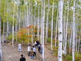 '명품 숲' 영양 자작나무숲,  색다른 가을 풍경으로 인기
