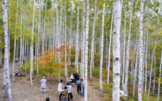 '명품 숲' 영양 자작나무숲,  색다른 가을 풍경으로 인기