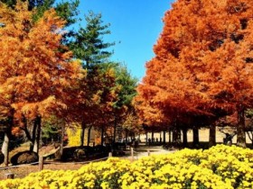 청남대 가을축제, 역대 최다 관람객 기록 경신 이유는?
