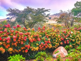 합천 황매산, 목수국 정원 조성…사계절 꽃 관광지 도약