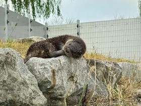 천연기념물 수달 2마리, 구례 섬진강수달생태공원에 둥지