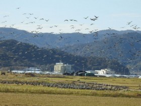 순천만 전봇대 뽑자, 생태계 회복으로 귀한 황새 찾아와