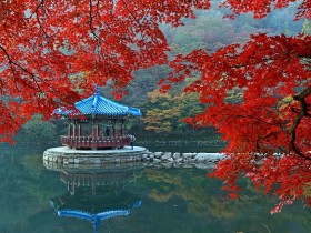 정읍 내장산, 단풍 절정…‘애기단풍’ 붉게 타오른다