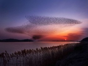 겨울하늘 수놓는 30만 철새, 서천 철새 생태관광축제 개최